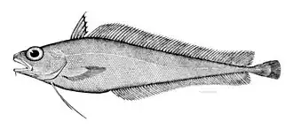 Image 35Cod-like fishes, like this morid cod have a barbel (fleshy filament) on their lower jaw which they use to detect prey buried in the sand or mud. (from Coastal fish)