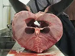 Cross section of a porbeagle shark