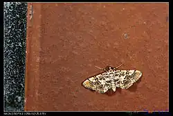 Lamprosema commixta