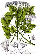 Laserpitium latifolium; figure from Deutschlands Flora in Abbildungen
