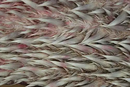 Oesophagus showing spines to retain prey