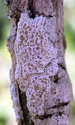 Lichen