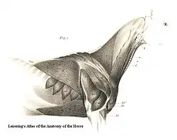 Image 4alt=Muscles of the Horse Torso (from Equine anatomy)