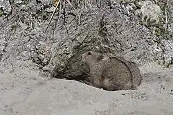 Dicrostonyx hudsonius