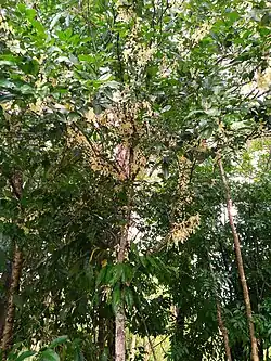 Tree in full flower
