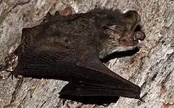 Brown bat