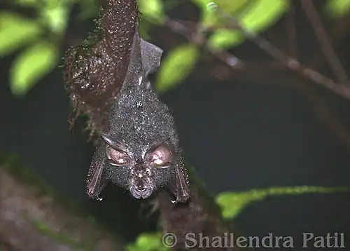 Black bat