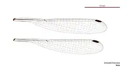 Male wings