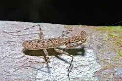 Liturgusa maya