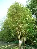 Ligustrum japonicum in Jardin des Olfacties garden, Coëx, Vendée, France