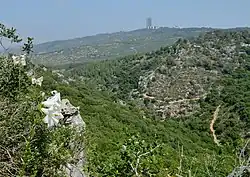 Lilium candidum on Mount Carmel