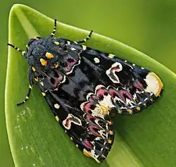 Polytela gloriosae