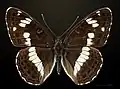 Dorsal side