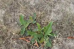 Clump of rosettes