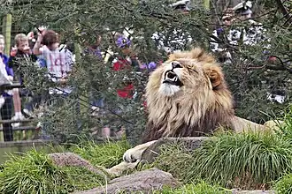 African lion