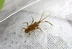 Tricorythodes