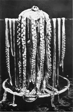#30 (25/11?/1873), Another very similar (though non-identical) photograph of the head and arms of the Logy Bay giant squid. This one appeared in Frank Walter Lane's Kingdom of the Octopus (Lane, 1957:pl. 44), where it was described as "the best-known photograph of a giant squid".