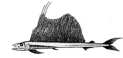 Image 75Long-snouted lancetfish. Lancetfish are ambush predators which spend all their time in the mesopelagic zone. They are among the largest mesopelagic fishes (up to 2&nbsp;m (6.6&nbsp;ft). (from Deep-sea fish)