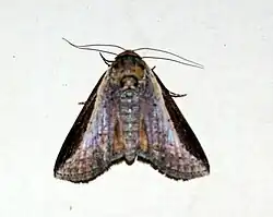 Lophoptera squammigera
