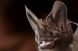 Brown bat head