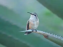 Female