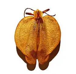specimen from Eritrea