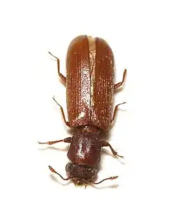 Lyctus.brunneus