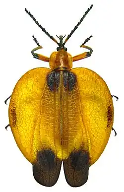 specimen from Namibia