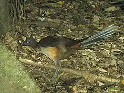 Albert's lyrebird