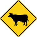 W11-4 Cattle