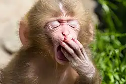 A baby Japanese macaque monkey yawning