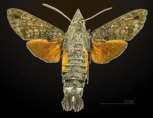 Macroglossum gyrans