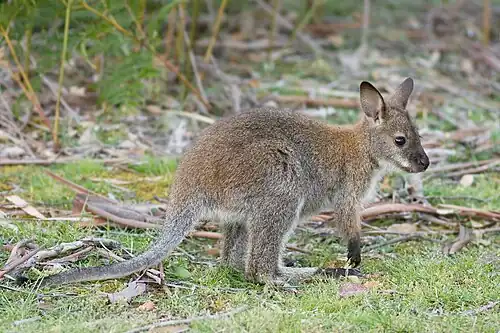 Juvenile (N.&nbsp;r.&nbsp;rufogriseus)