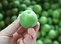 Washed and stemmed fruit