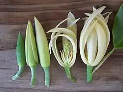 Several stages of the bud and flower; note: this image does not depict complete graduation