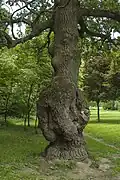 Main Botanical Garden of the Academy of Sciences of Russia