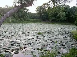 A pond of cultivated Euryale