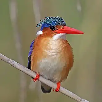 C. c. cristatus Namibia