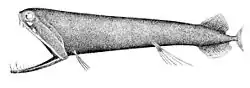 Image 19The stoplight loosejaw has a lower jaw one-quarter as long as its body. The jaw has no floor and is attached only by a hinge and a modified tongue bone. Large fang-like teeth in the front are followed by many small barbed teeth. (from Deep-sea fish)