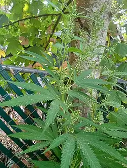 Male Lemon Kush cannabis Flowers