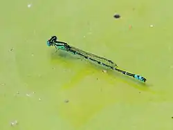 Male