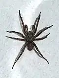 Male