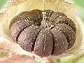 Fruit, hairless form, mature