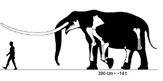 Size of an adult male of "Mammut" borsoni, the largest known mammutid, compared to a human