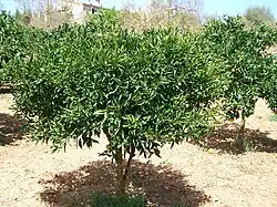 Citrus plantation