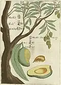 A plate from Michał Boym's Flora Sinensis (1656), the first description of an ecosystem of the Far East published in Europe[280]