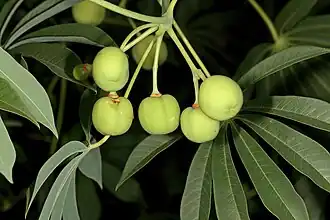 Fruits