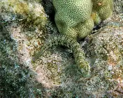 Marbled blenny, Entomacrodus marmoratus in Kona