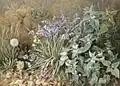 Wild Flowers (1905)
