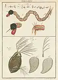 Harlequin or monocle insects